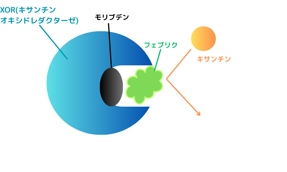 フェブリク作用機序