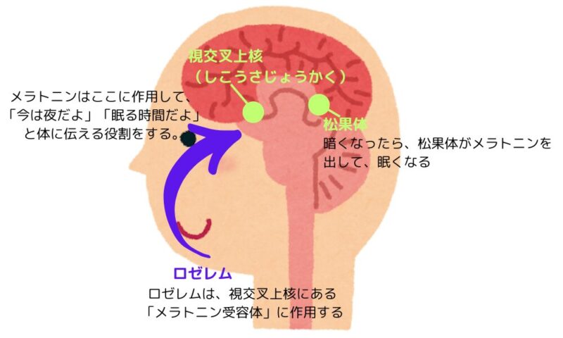 ロゼレム作用機序