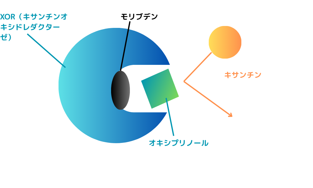 オキシプリノールがXORを阻害