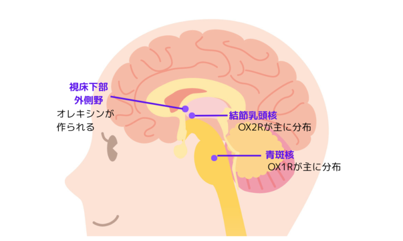 オレキシン受容体