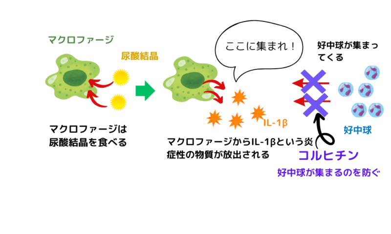 コルヒチン作用機序