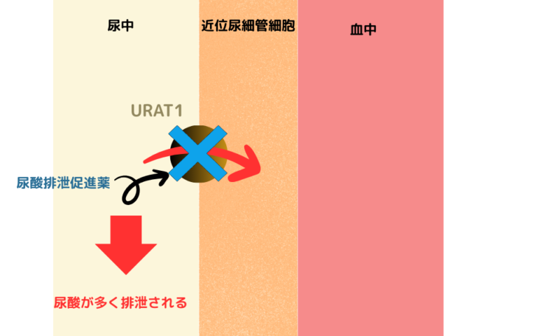 尿酸排泄促進薬 作用機序