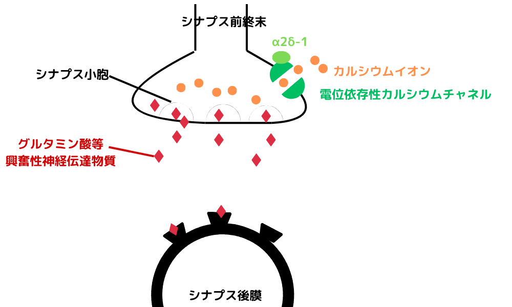 痛み　シナプス末端