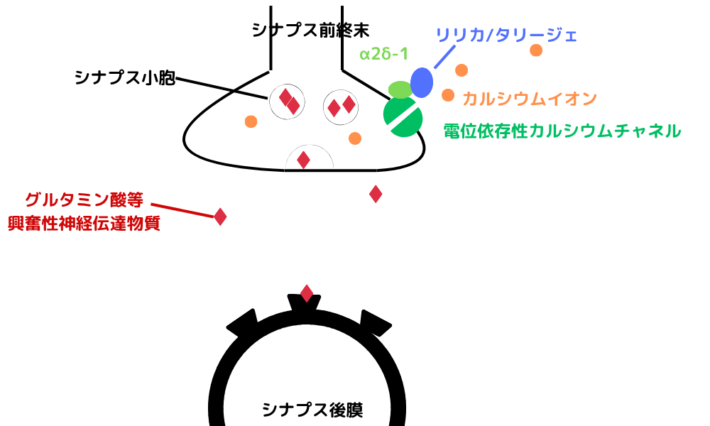 神経終末　カルシウムチャネルブロック