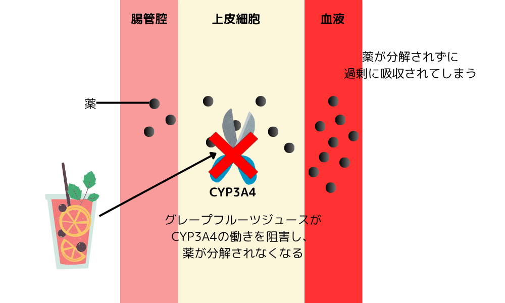 CYP3A4阻害
