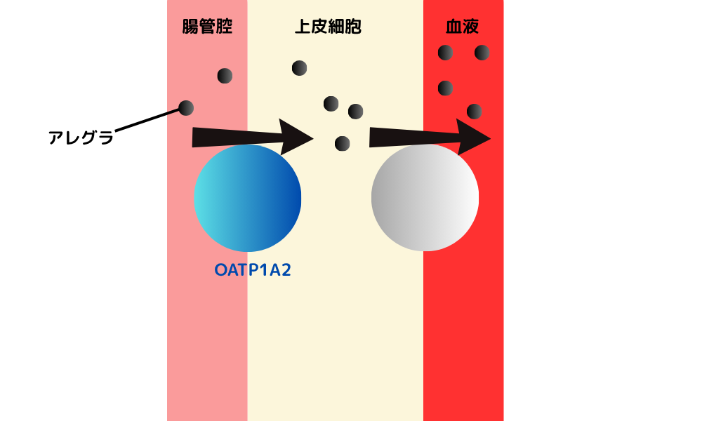 OATP1A2