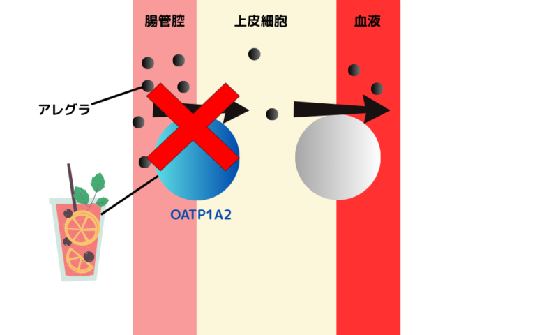 OATP1A2阻害