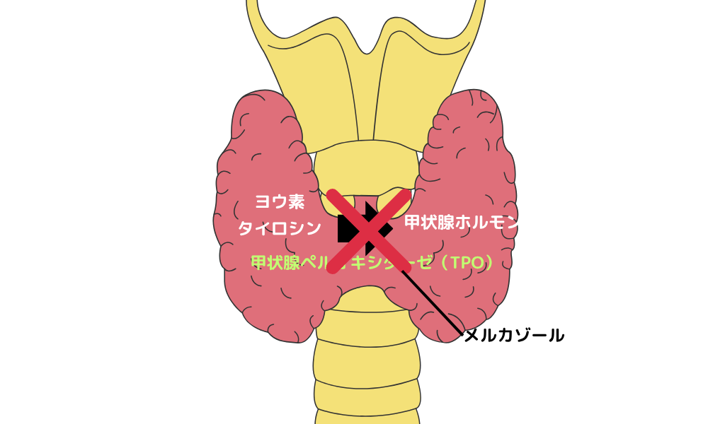 メルカゾール作用機序
